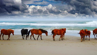 Wild Horses: America's Most Beloved Invasive Species?