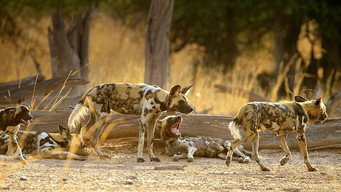 Wild Dogs: Running with the Pack (2022- )