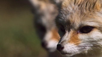 #4 Super Cute Animals