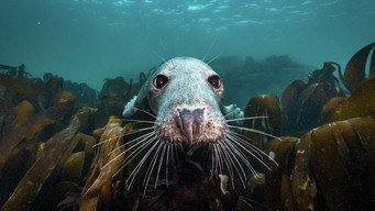 North Sea  Nature Untamed (2024)