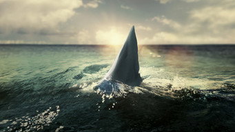#5 When Sharks Attack 360