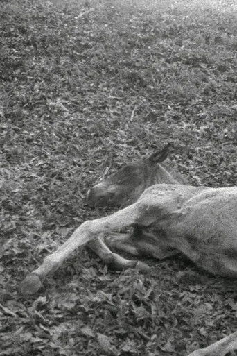 Black Beach/Horse/Camp/The Dead/Forces