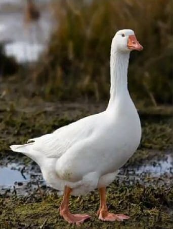 Image of Samantha, the Goose