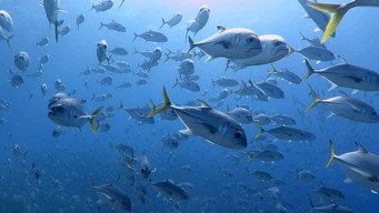 Castro's Secret Reef (2016)
