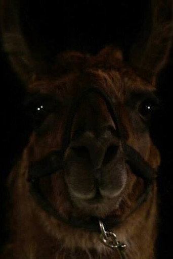 Louie the Llama