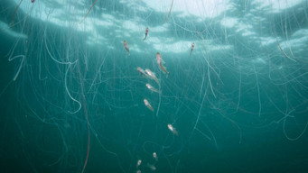 #9 North Sea  Nature Untamed