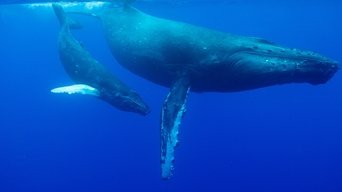 Viajes increíbles de animales S01E01