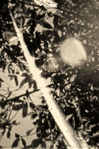 Ephemeral light season of things (2025)