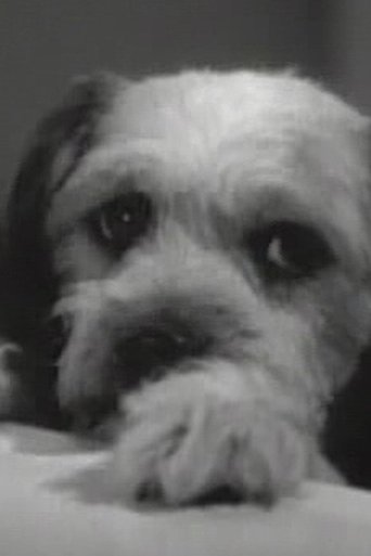 Image of Daisy