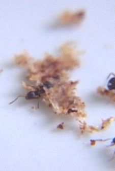 All The Good Things poster