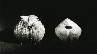 Sea Urchins (1929)