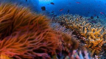 Cena 8 de Pristine Seas: O Poder da Proteção