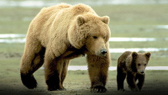 Grizzly Man backdrop 10