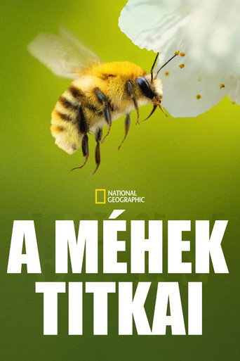 A méhek titkai
