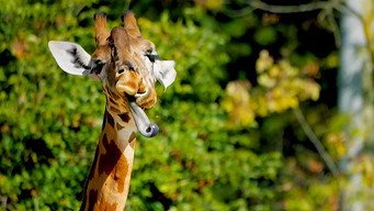 Animals: Drugs, Sex and Fun! (2025)