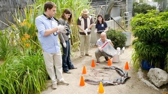 Cena de Um cavalo de cor diferente
