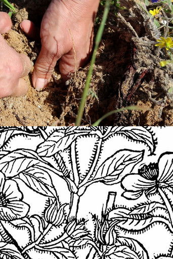 Akirot (Uprootings) poster