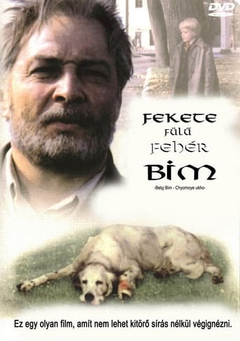 Fekete fülű fehér Bim