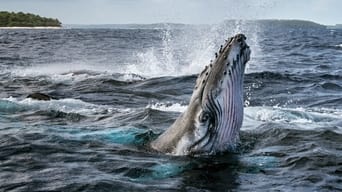 Los Secretos de las ballenas - 1x01