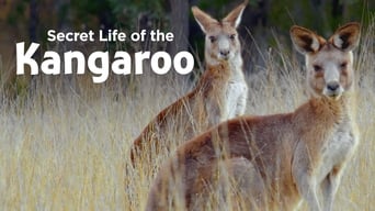 #1 Secret Life of the Kangaroo
