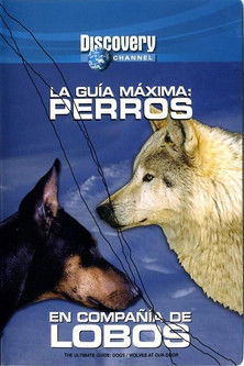 Poster de Discovery Channel - La Guia Maxima - Perros En Compañia De Lobos