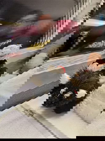 El monito se fue de viaje (2025)