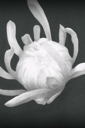 Chrysanthemum
