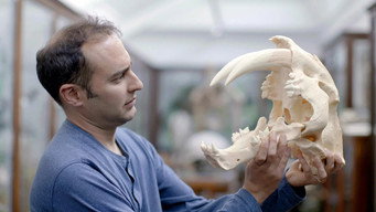 Secrets of the Sabre-Toothed Tiger