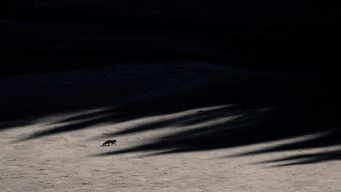 #7 Whispers in the Woods