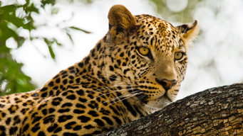 Kalahari – Africa's Underground Desert (2026- )