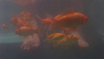 Still 9 from Children of Heaven