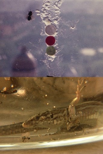 Fuegos Artificiales Foco Proyector apto. Con Burbana avispa bombilla filamento Poti