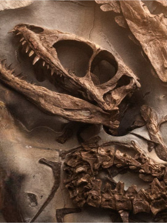 UN DINOSAURE INCONNU TROUVÉ EN FRANCE