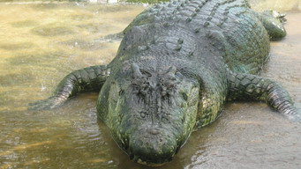Man-Eating Super Croc (2012)