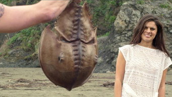#8 Crabs!