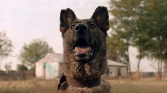 #11 Dogs
