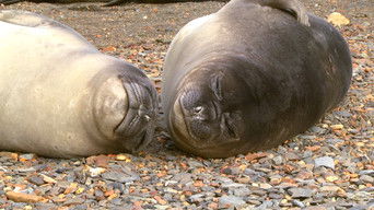 Cena de Exibidos e lindos