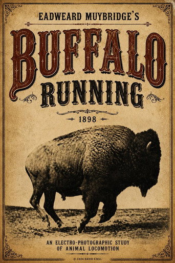 Buffalo Running