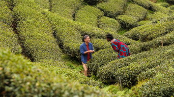 #11 Black Tea