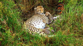 Cheetah Mom (2013)