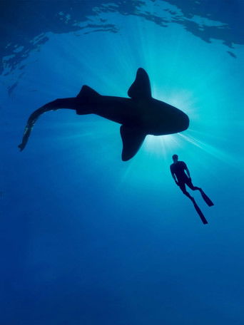 Shark with Steve Backshall poster 4
