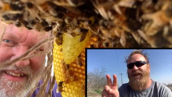 Bee Czar (2022- )