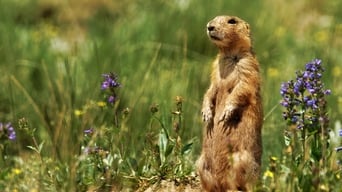 #1 Prairie Dog Manor