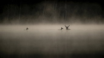 #5 Whispers in the Woods