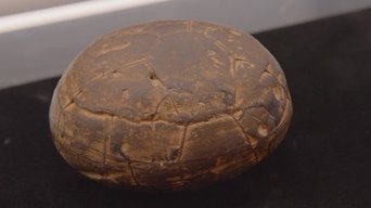 Pawn Stars S23E3 poster