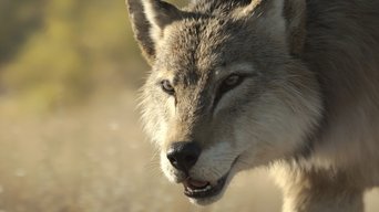 การละลายครั้งใหญ่