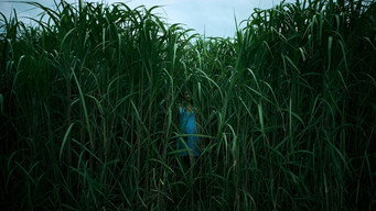 In the Tall Grass backdrop 5
