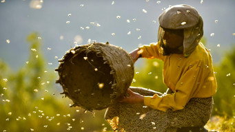 Escena 3 de Honeyland