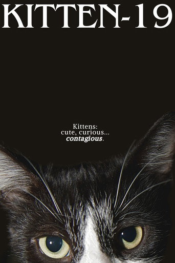 Kitten-19