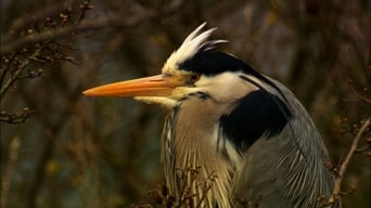 Iolo's Secret Life of Birds - S1E01